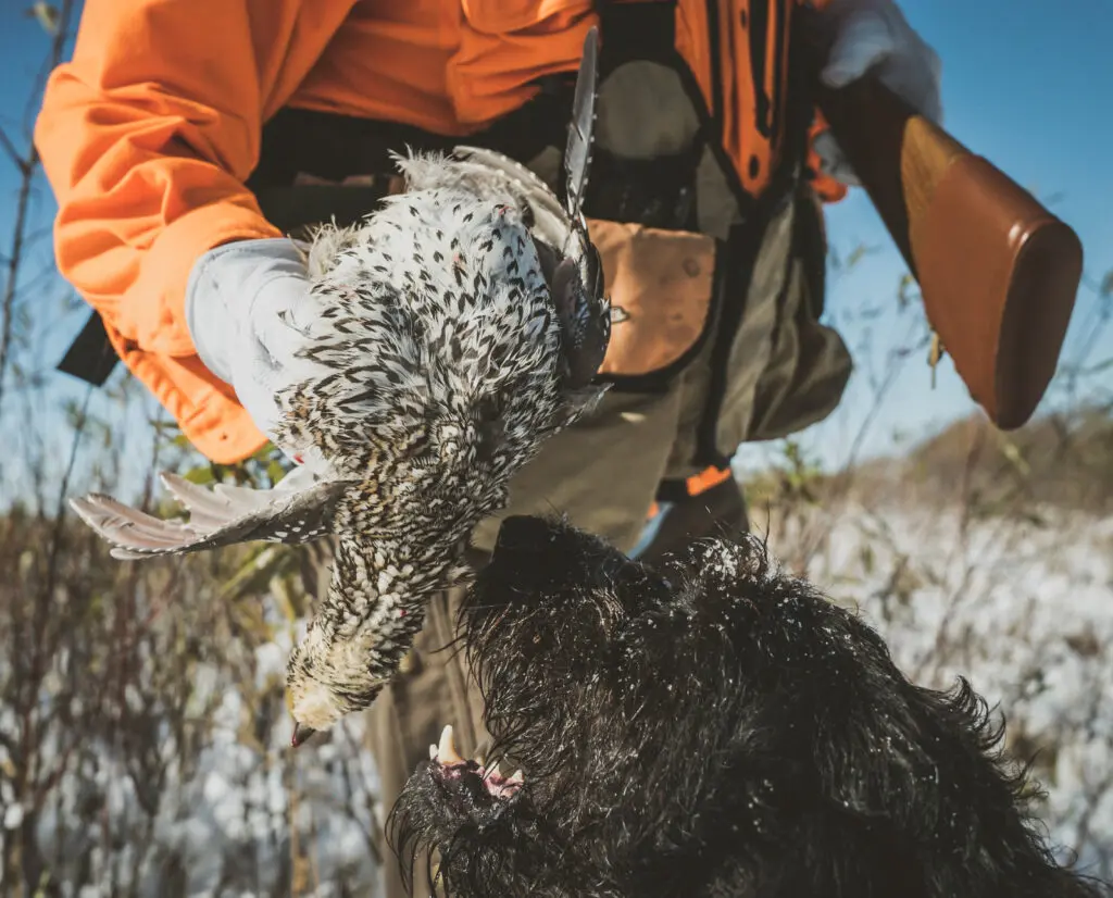 A Sharp-tailed grouse from a Minnesota hunting trip.