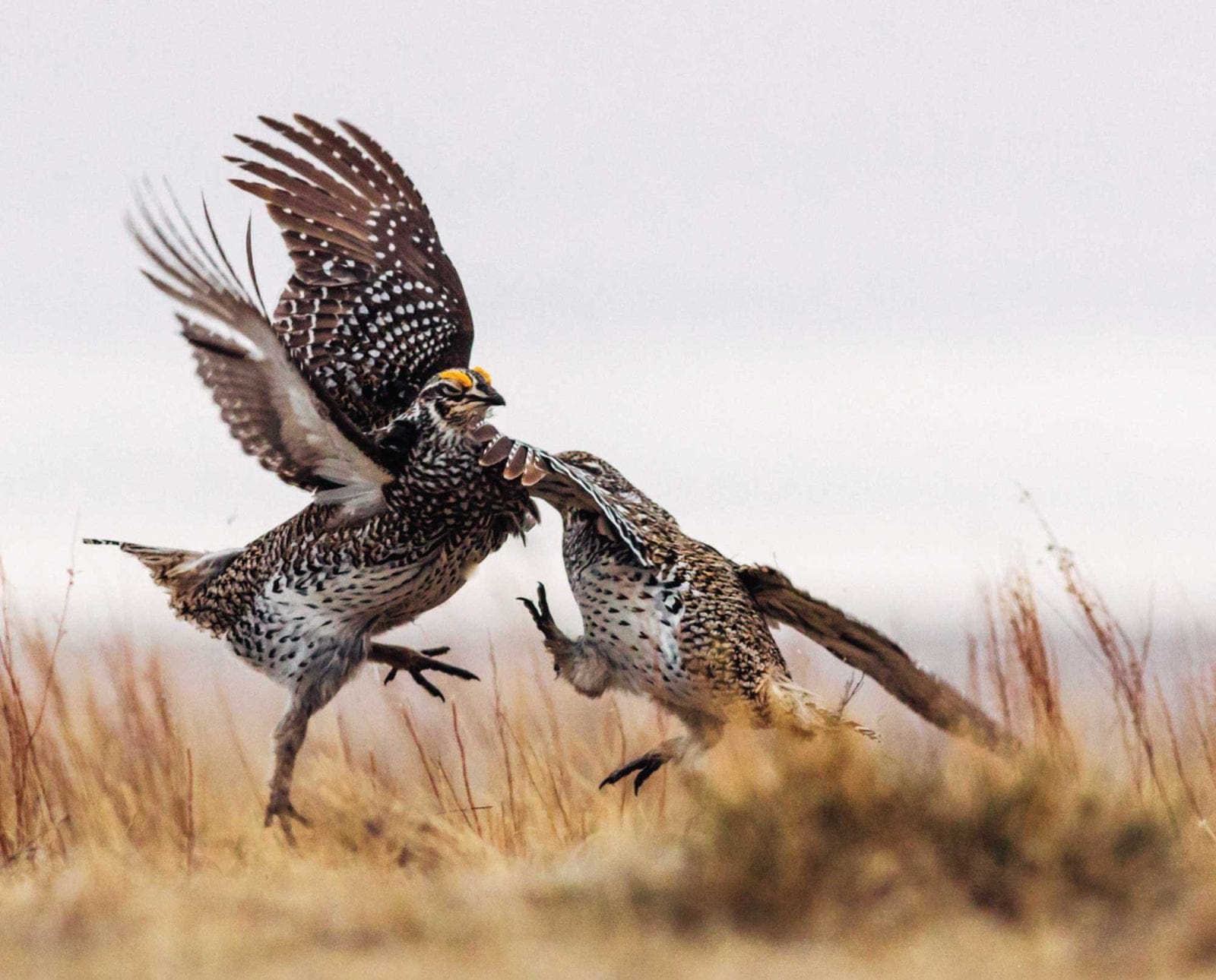 A Sharp-tailed grouse doing a mating dance in a field