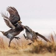 A Sharp-tailed grouse doing a mating dance in a field