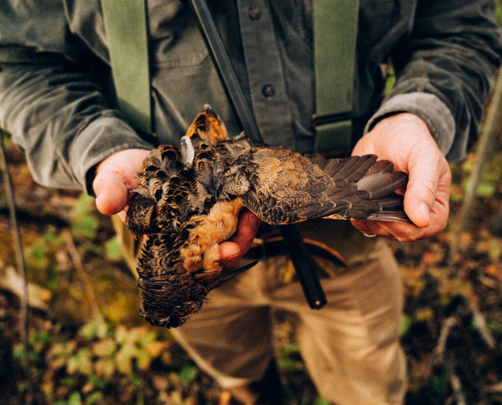 An American woodcock while on a woodcock hunt in Minnesota 