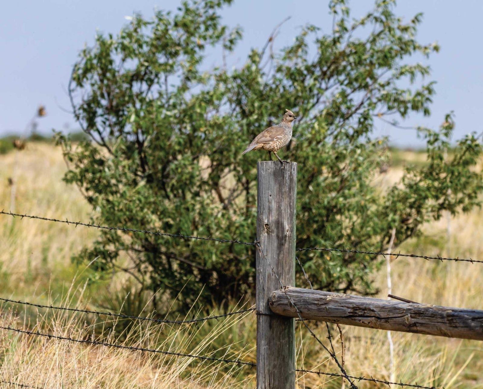 A blue quail sits on a fence post in Texas