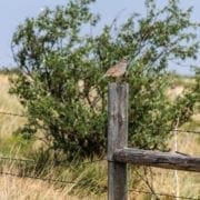 A blue quail sits on a fence post in Texas