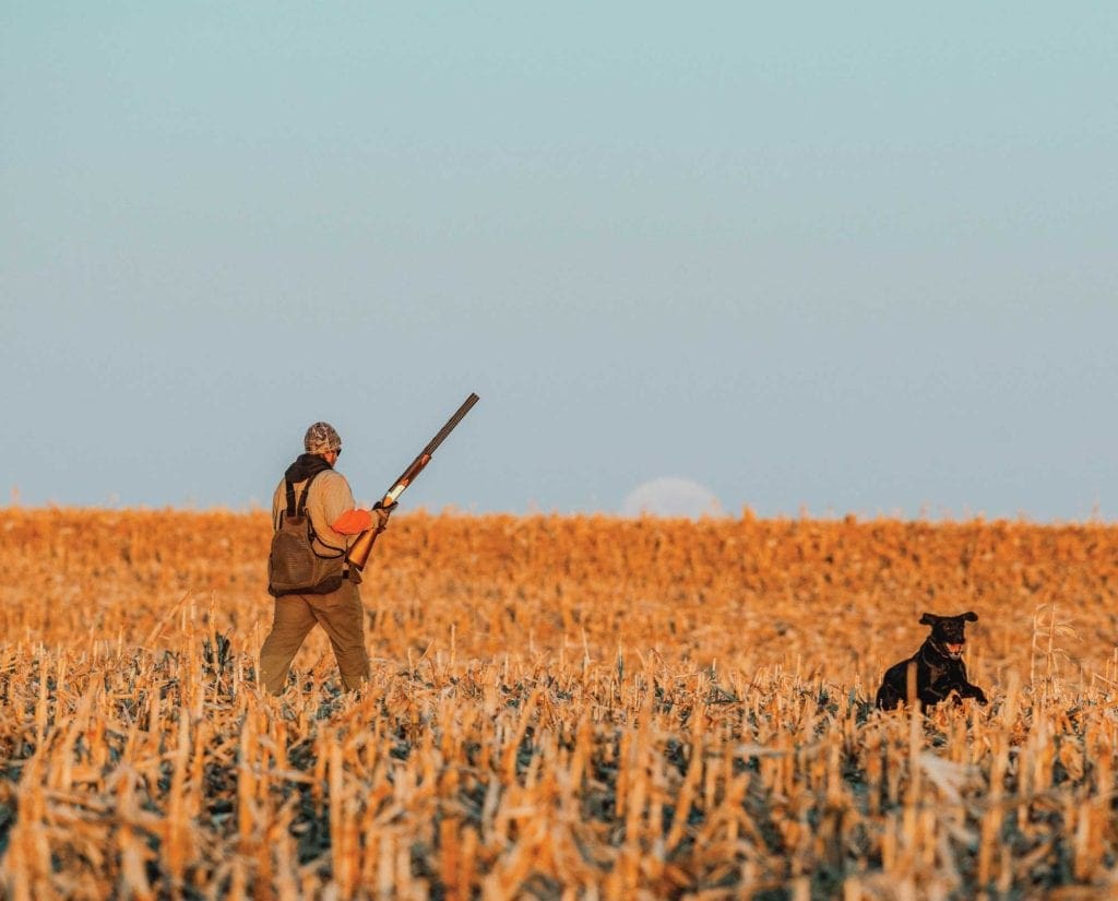 Hunting pheasant in a corn field with a lab