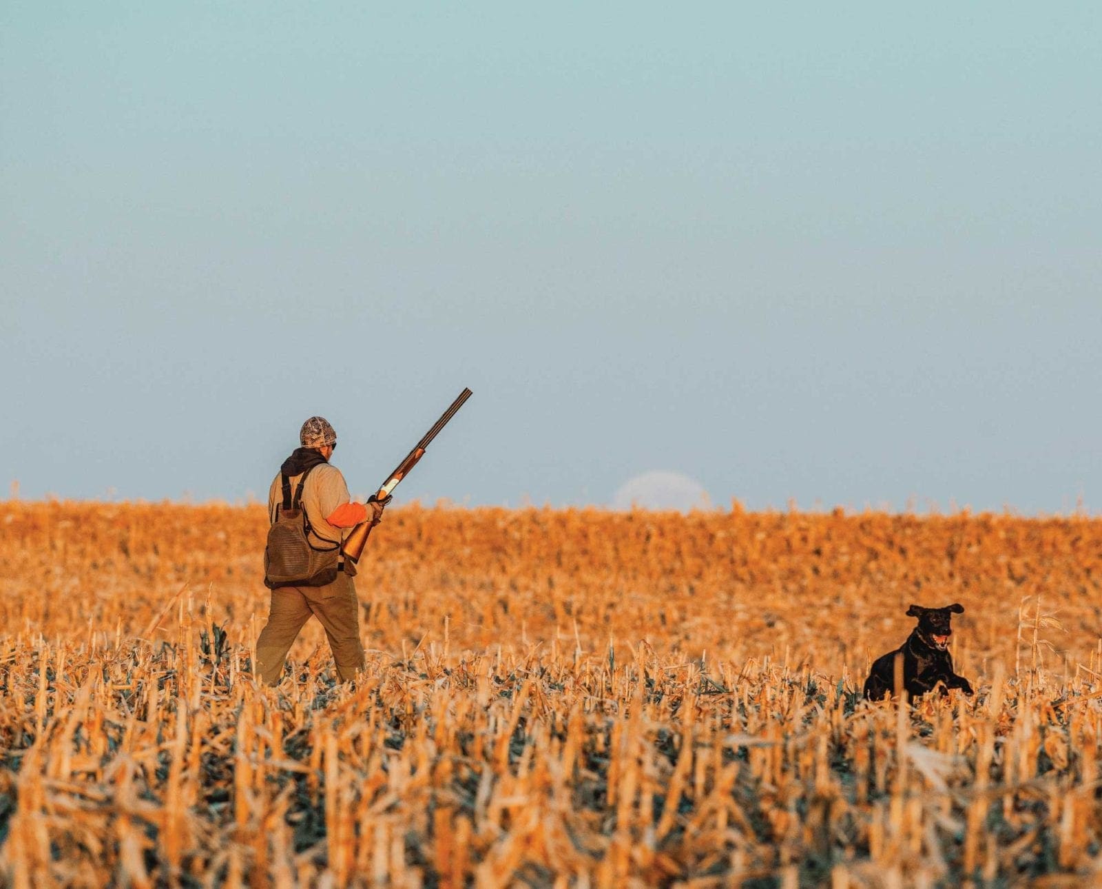 Hunting pheasant in a corn field with a lab