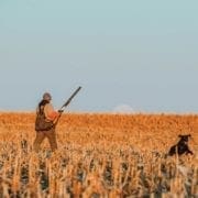 Hunting pheasant in a corn field with a lab
