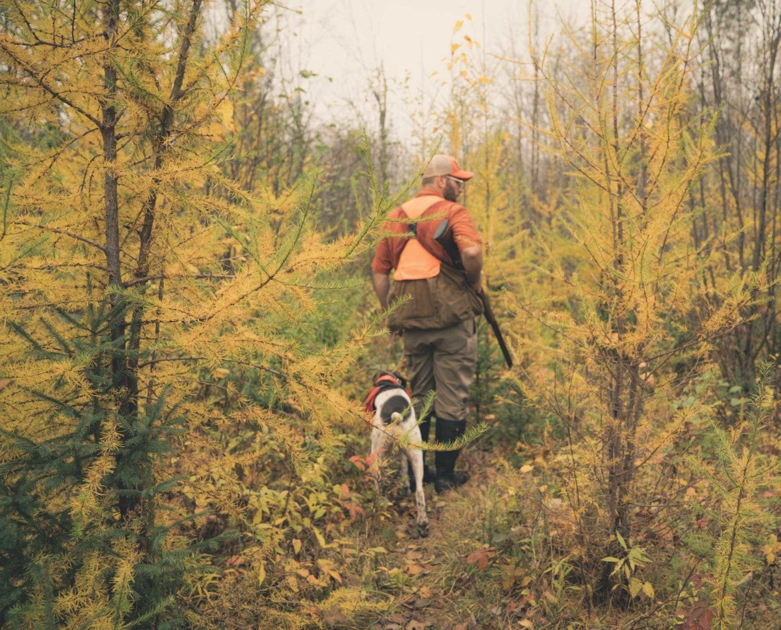 A hunter walks through tamaracks while hunting grouse and woodcock with his bird dog.