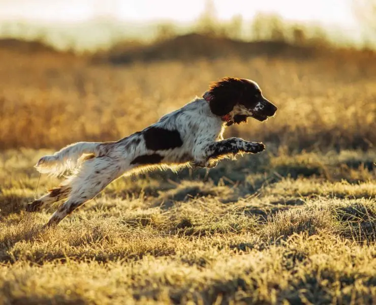 An English Springer Spaniel in a field hunting birds