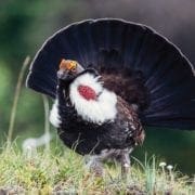 A male dusky grouse displaying