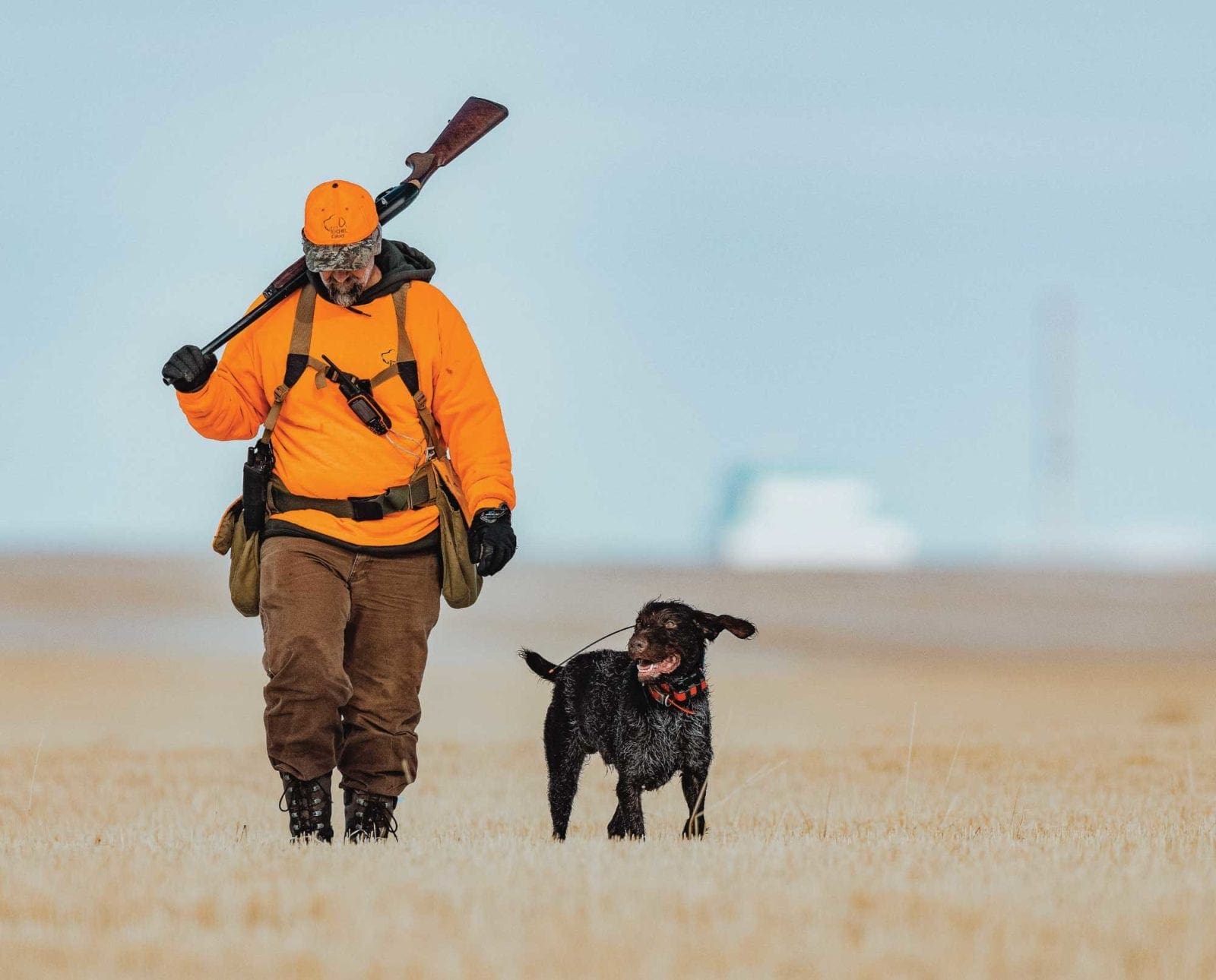 A bird hunter looking for pheasant in Iowa.
