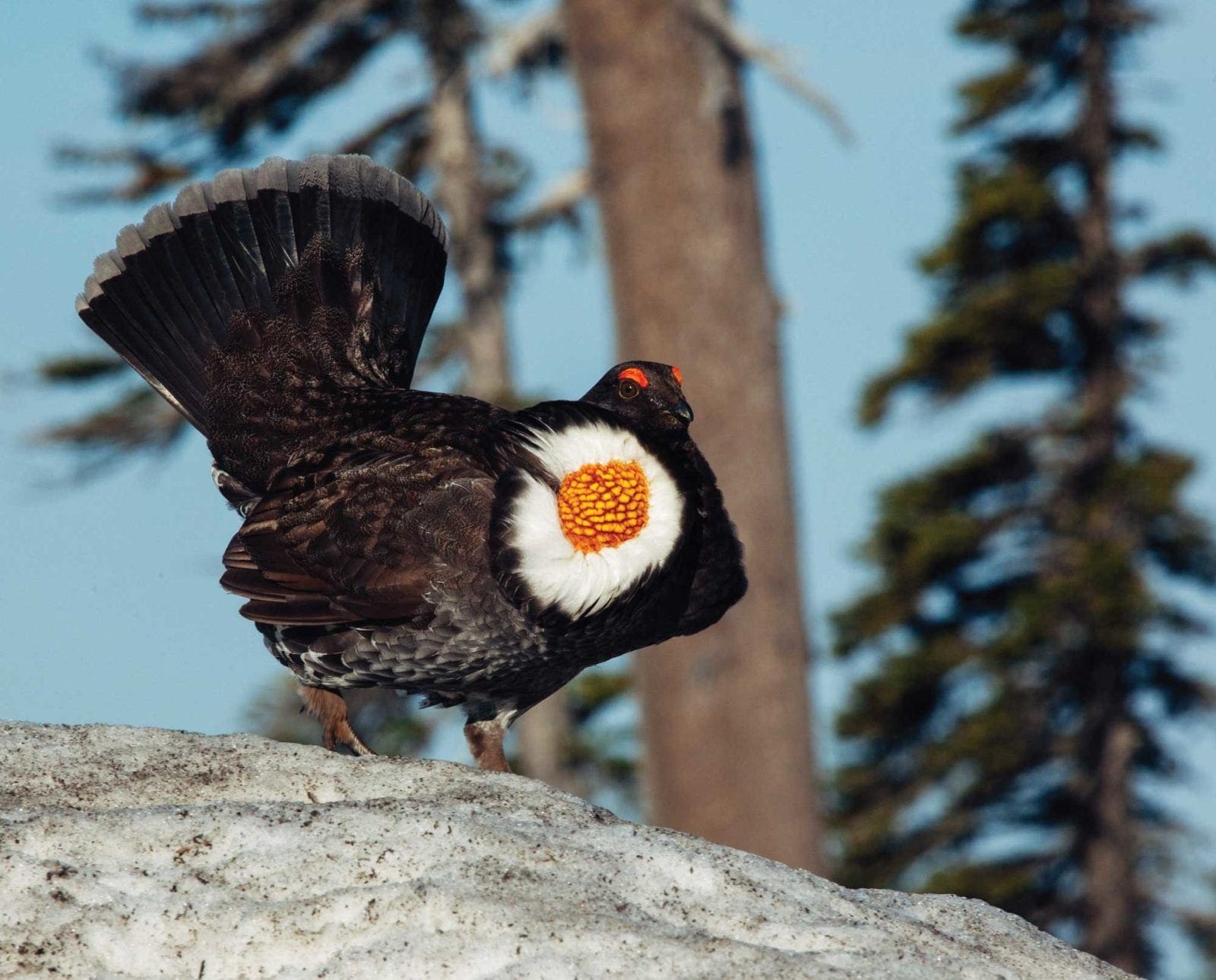 A male sooty grouse displaying feathers.