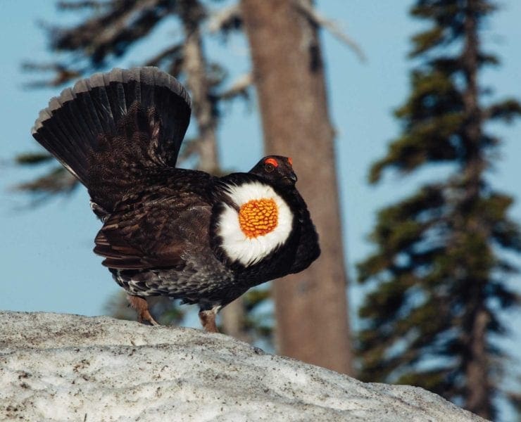 A male sooty grouse displaying feathers.