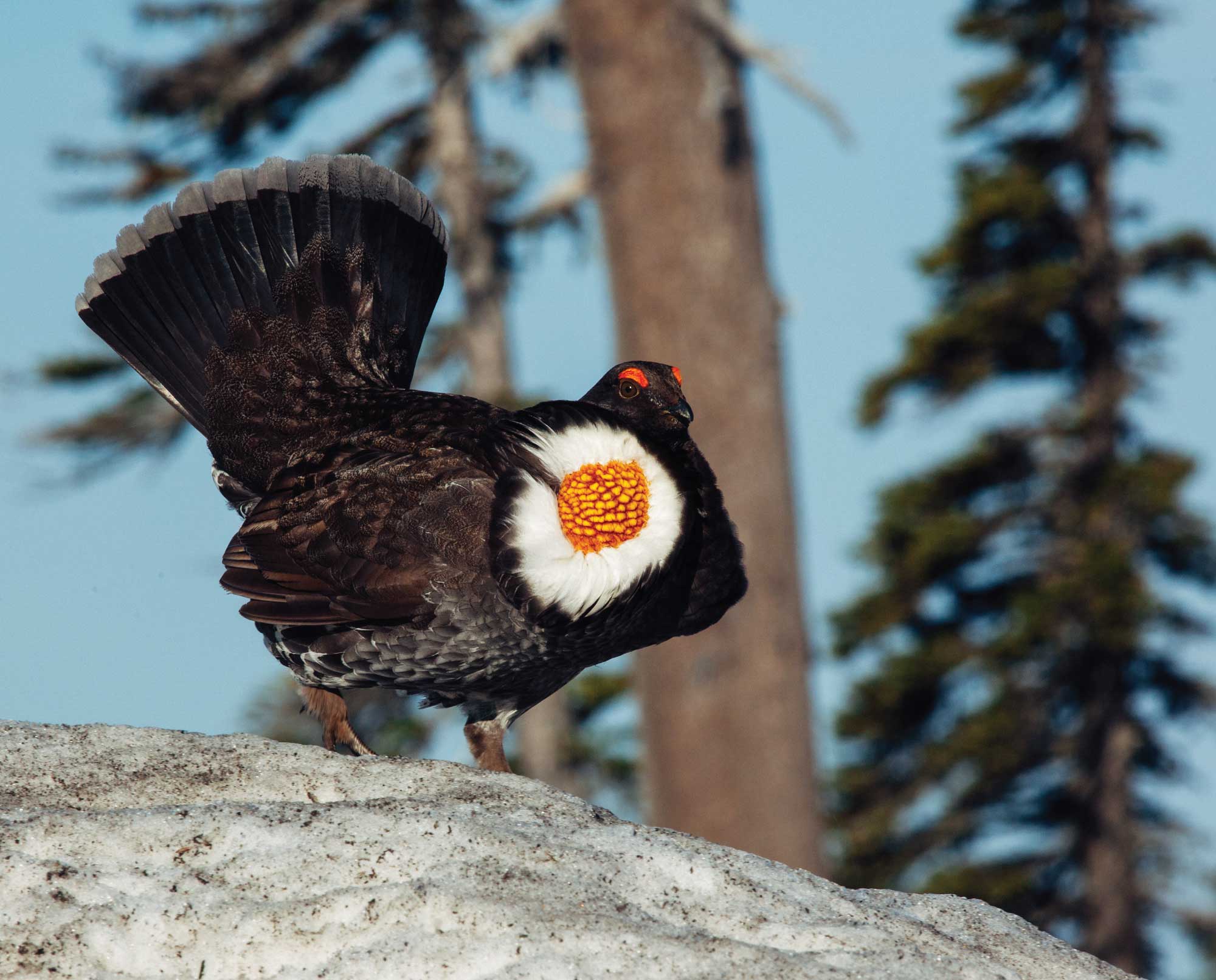 Sooty Grouse (Dendragapus fuliginosus) The Blue Grouse Subspecies