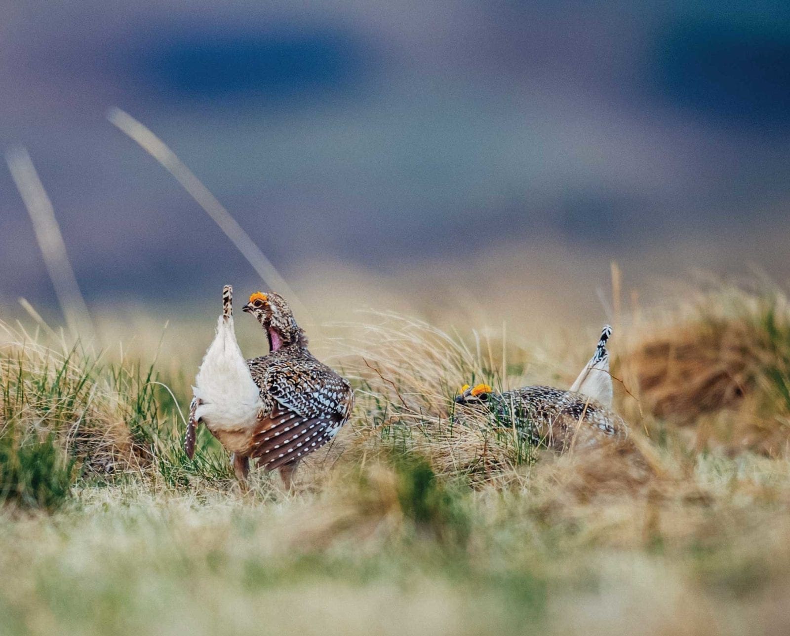 a sharp-tailed grouse dancing in a field during bird counts.