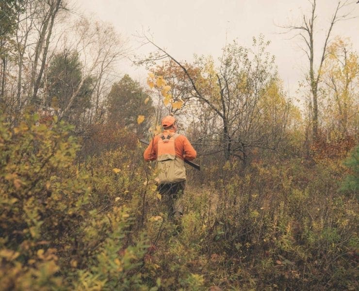 A bird hunter out hunting ruffed grouse in Pennsylvania.