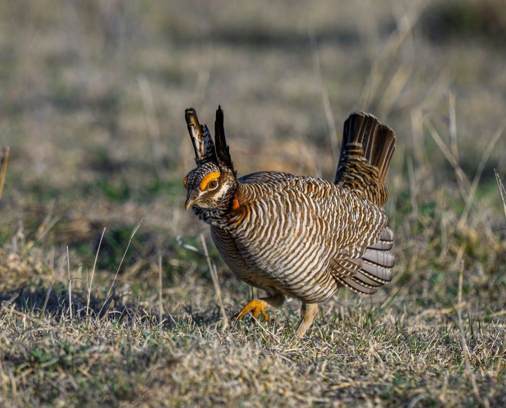 A displaying Lesser Prairie-chicken on a lek in Kansas.