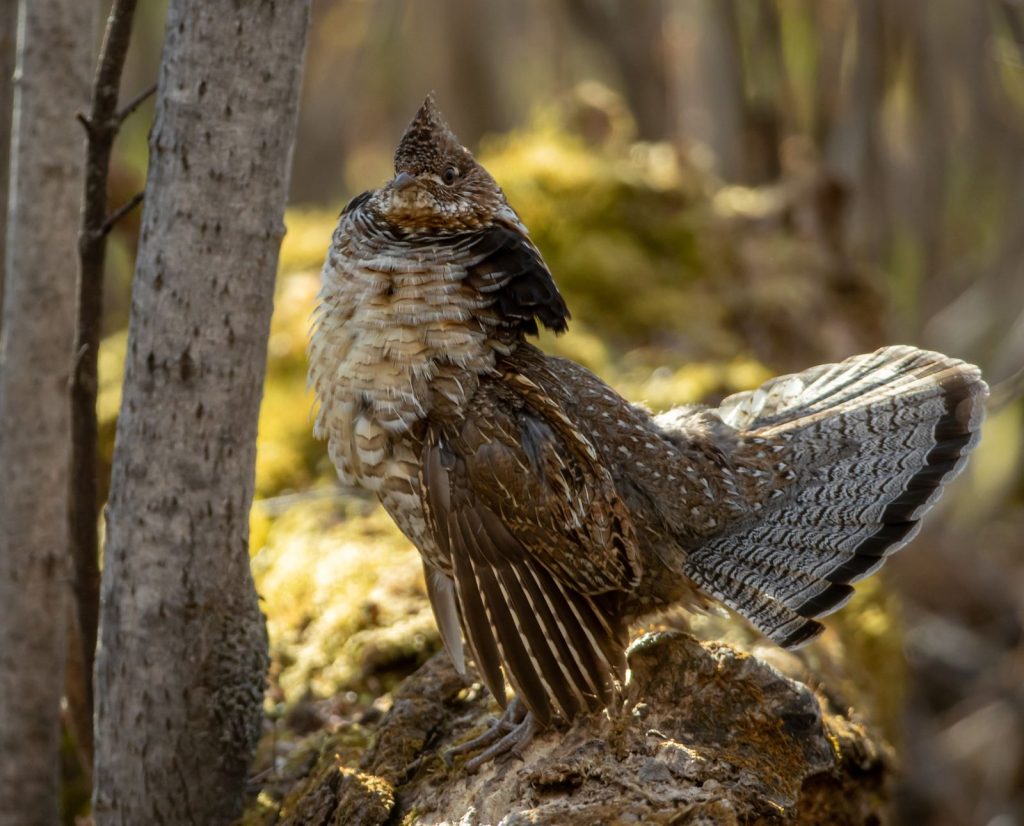A male ruffed grouse drums on a log in northern Minnesota.