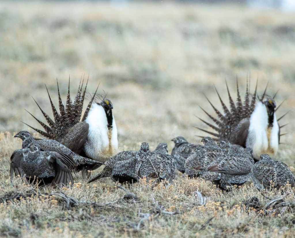 Male and female sage grouse on a lek in southern Wyoming.
