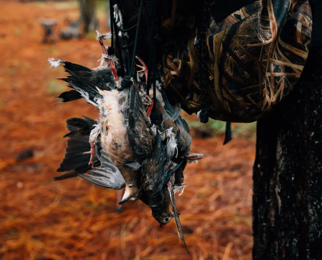 Doves taken during a rainy morning hunt in Missouri. 