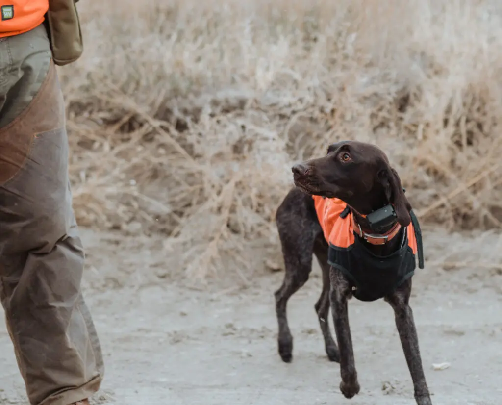 A hunting dog being trained in Missouri.