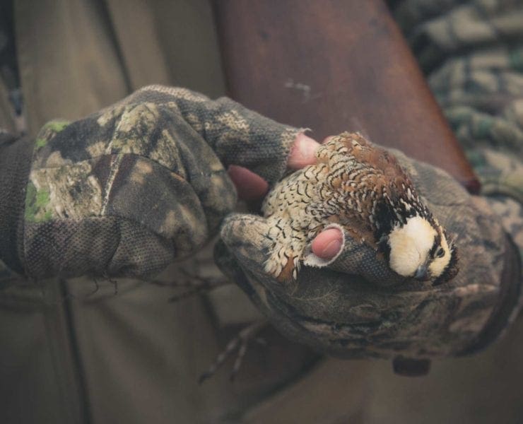 A Missouri bird hunter holding a Bobwhite Quail.