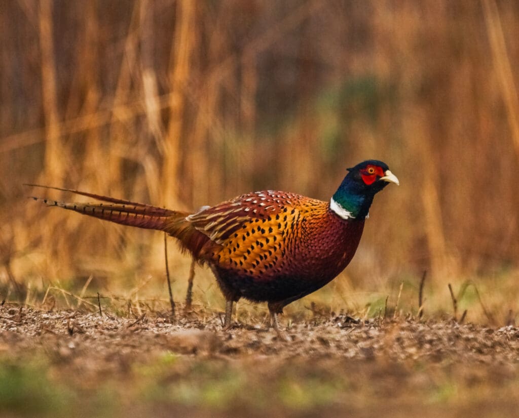 A pheasant on the edge of a field in Missouri.