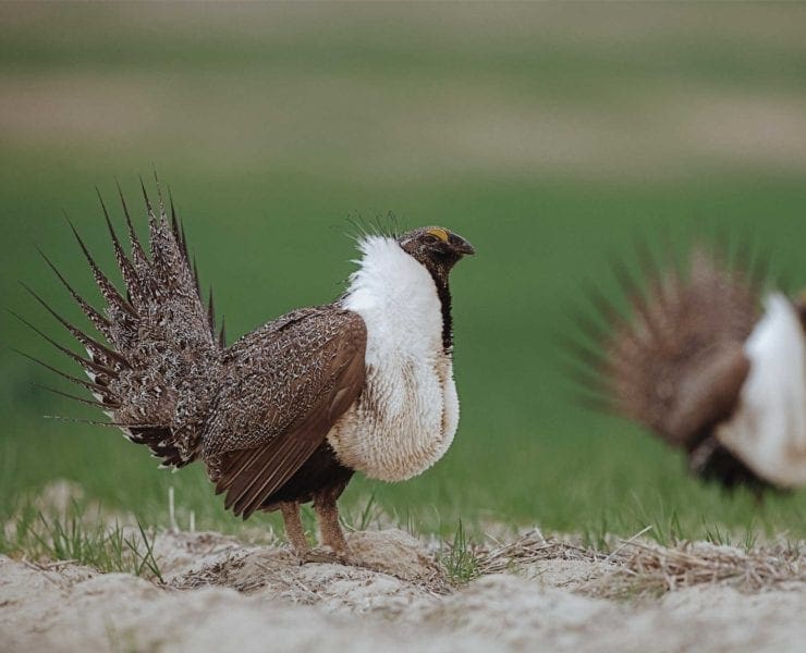 Two sage grouse doing their mating dance.