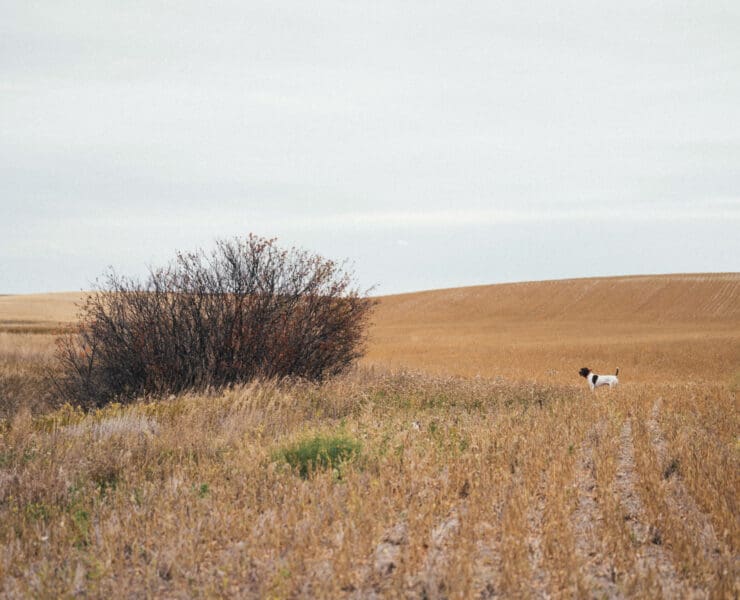 A hunting dog on point while upland bird hunting in North Dakota