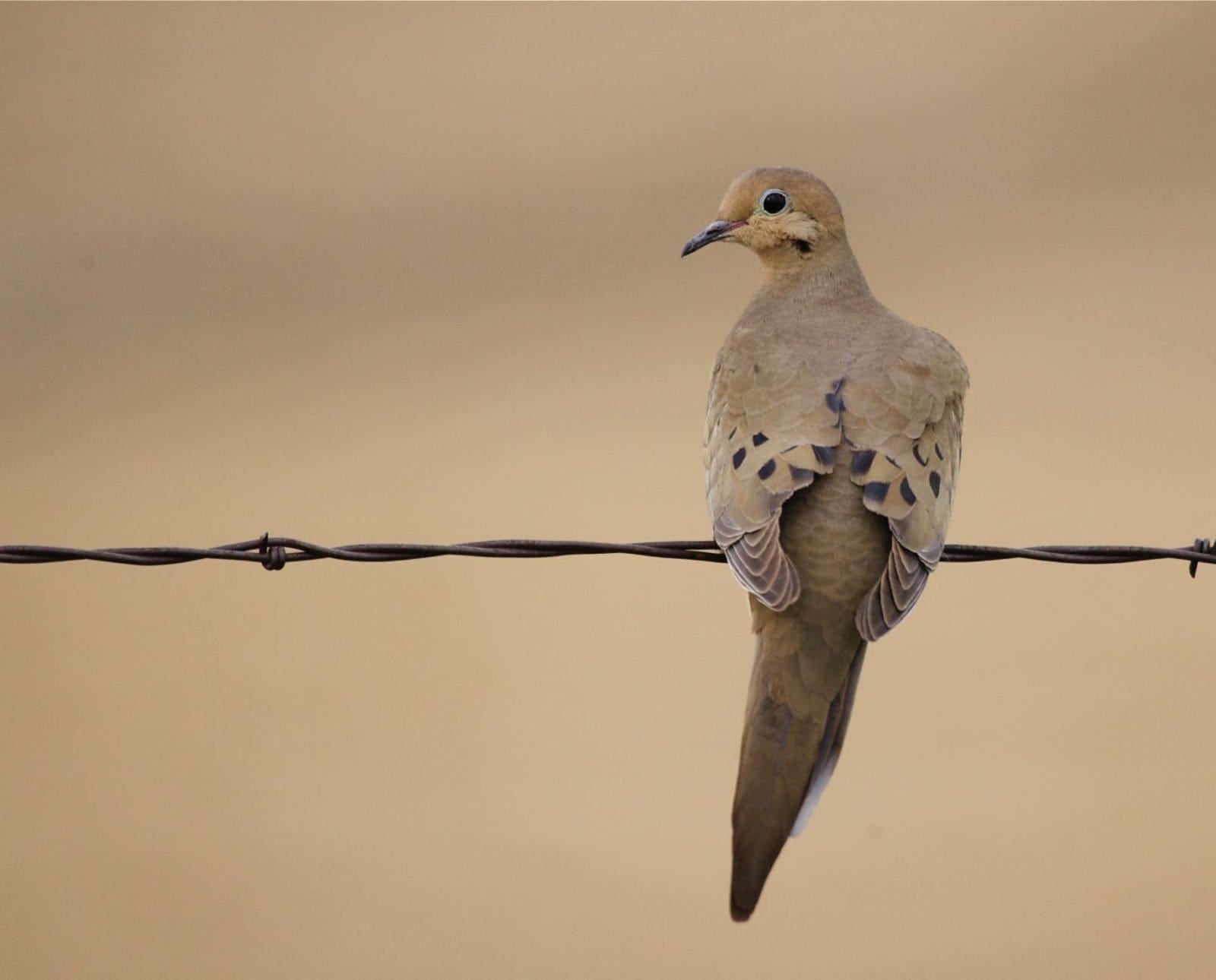 A dove on a barb wire fence