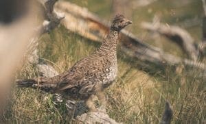 a dusky grouse