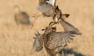hunting conservation