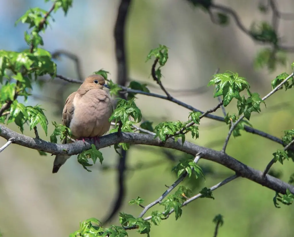 A dove in a tree during hunting season