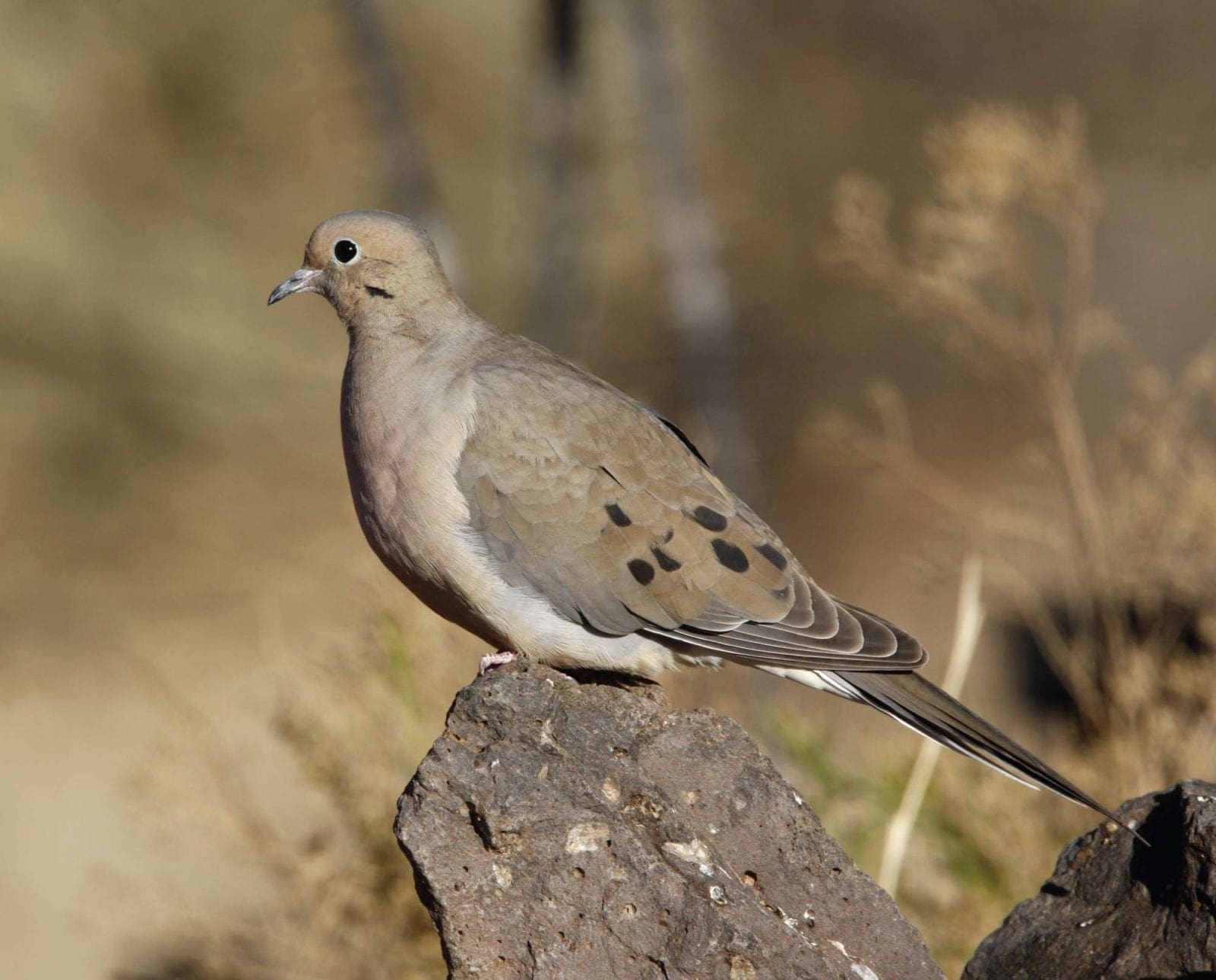 A dove on a rock in public lands.