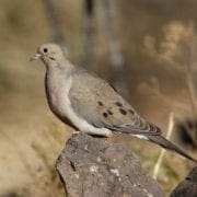 Three Clever Methods For Using Dove Decoys Project Upland Magazine using dove decoys