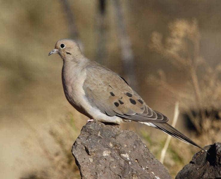 A dove on a rock in public lands.