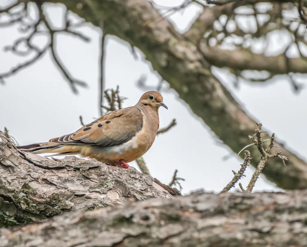 A dove sits perched in a tree. 