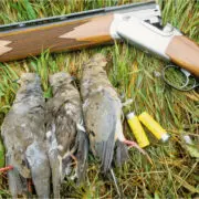 Some doves taken in early season hunting