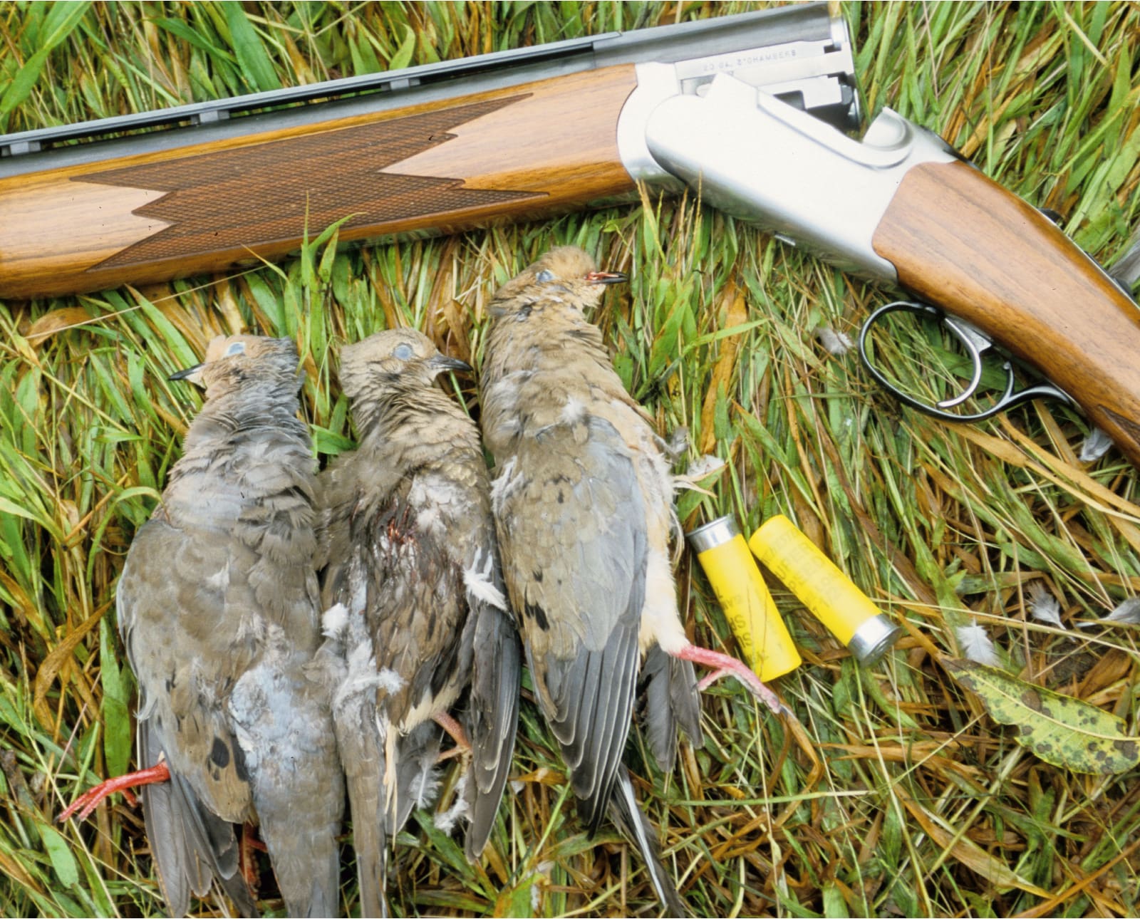 Some doves taken in early season hunting