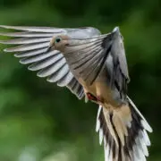 A mourning dove flying.