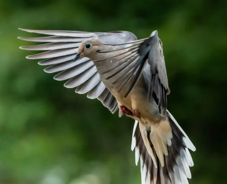 A mourning dove flying.