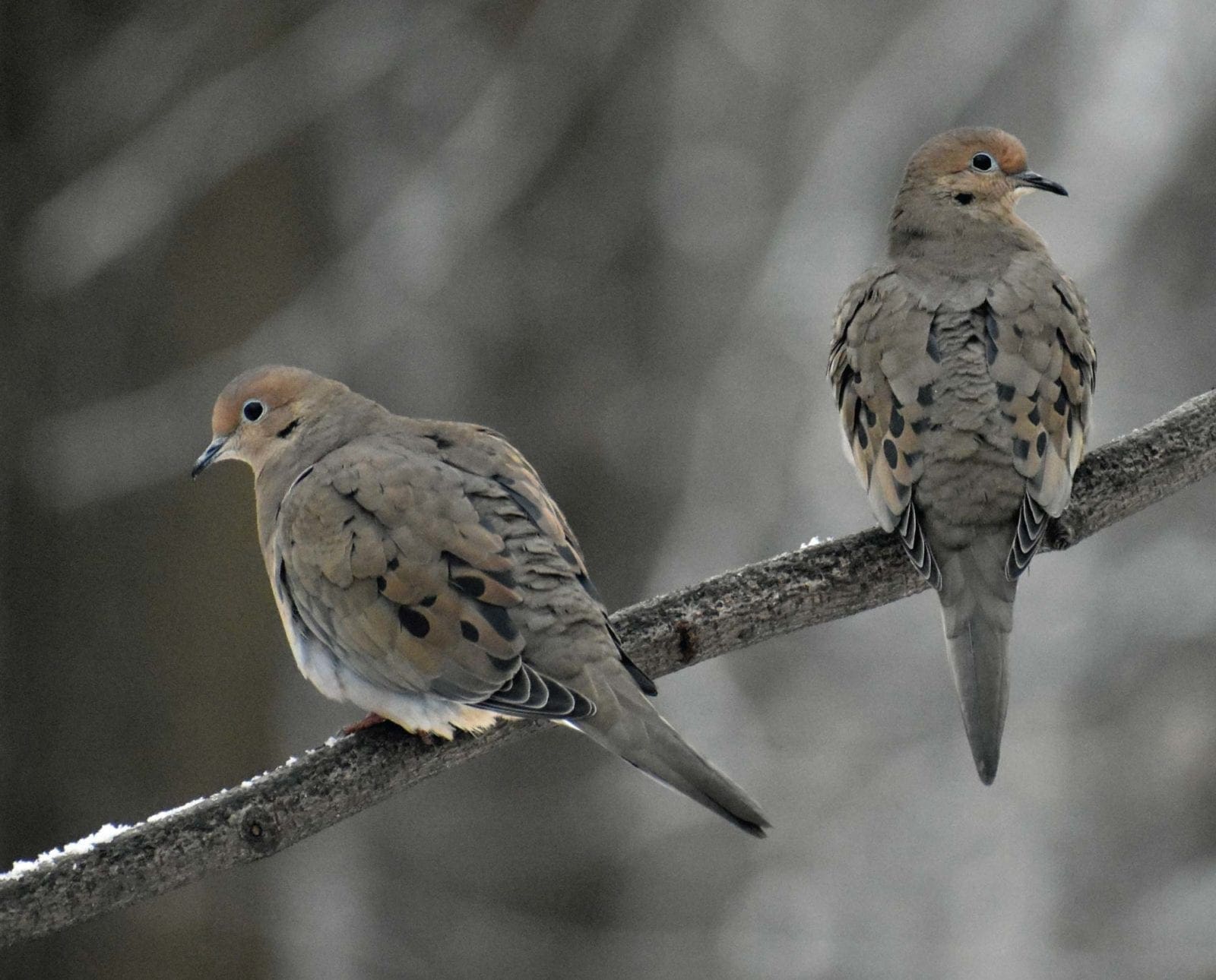 Two mourning doves it on a branch