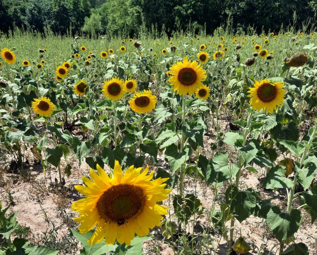 A sunflower field is a primary area for mourning dove activity. 