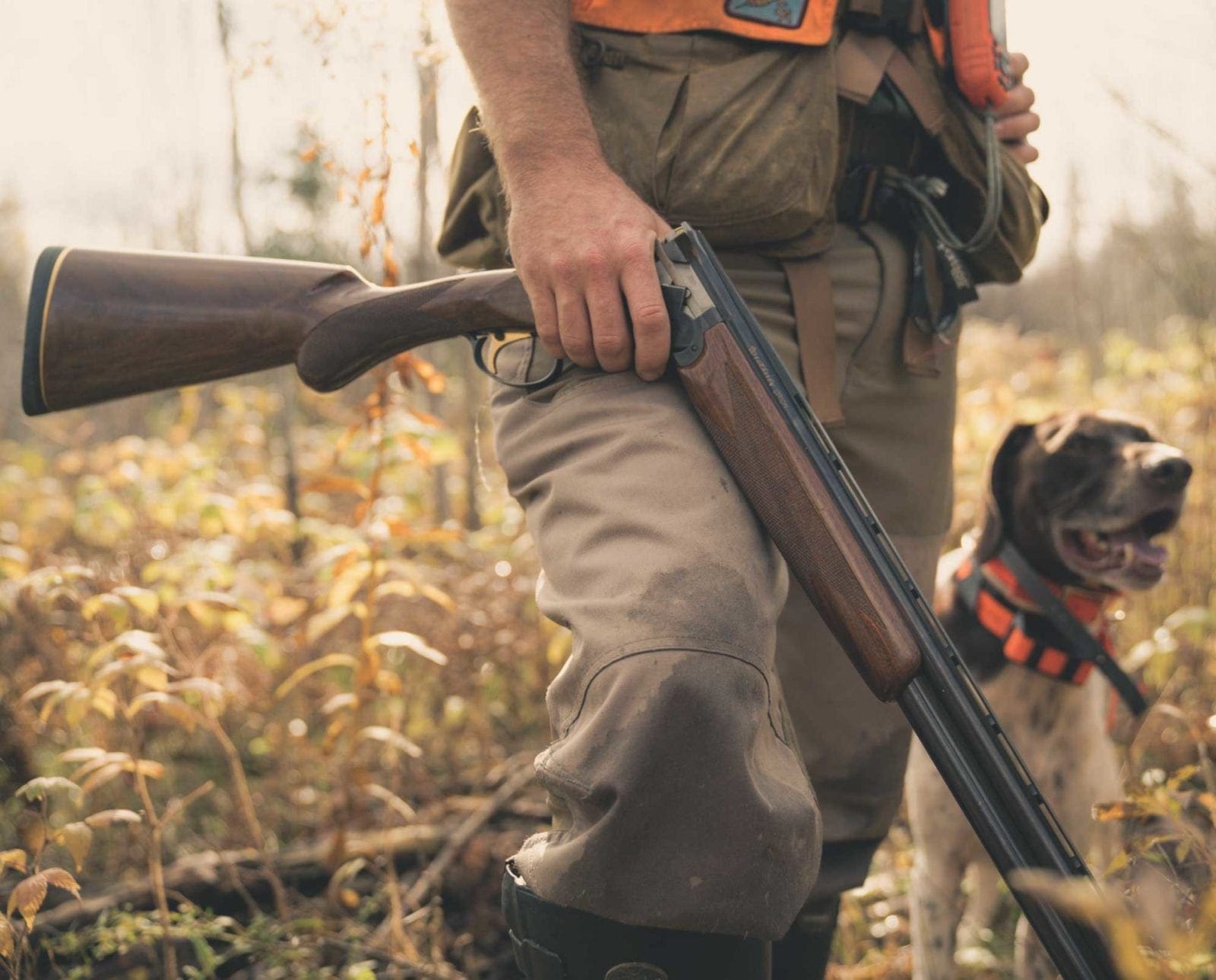 A bird hunter with an upland shotgun and his bird dog.