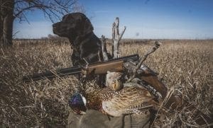 pheasant hunting in kansas