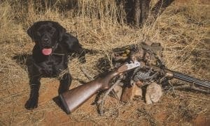 quail hunting in arizona