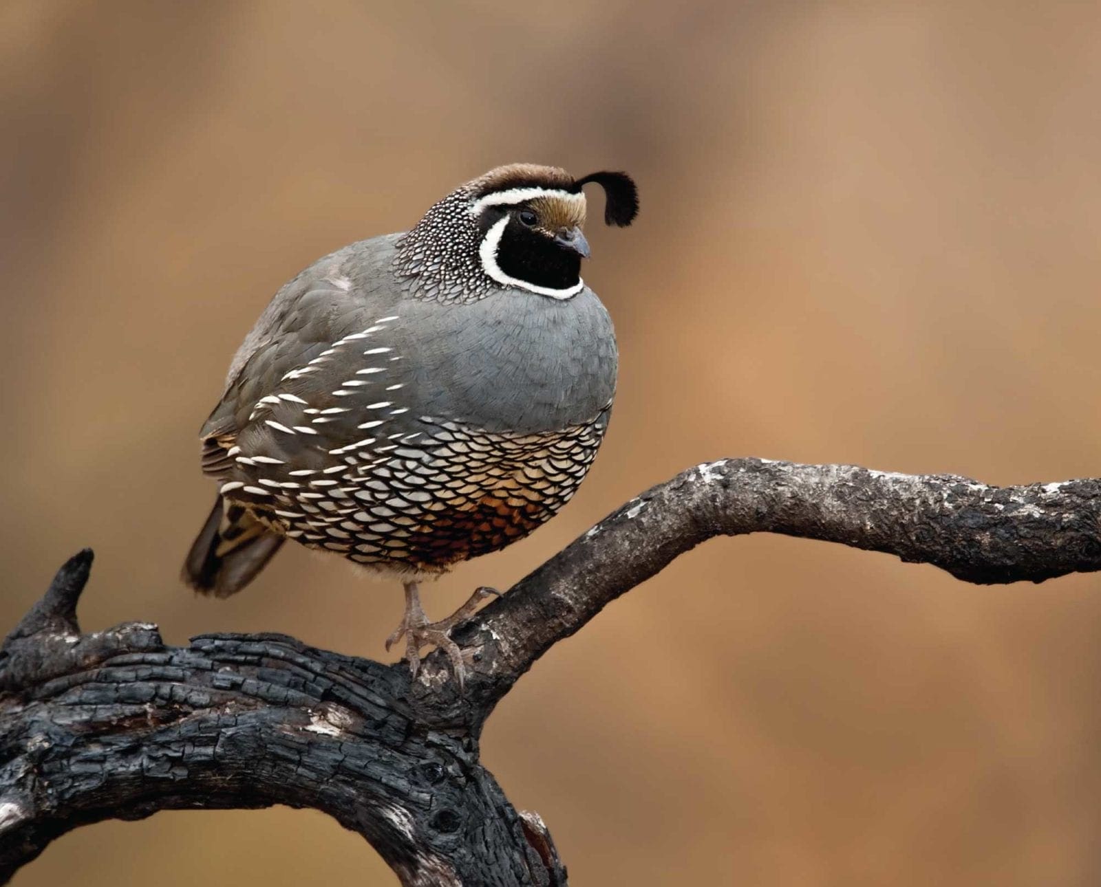 A California quail or valley quail sitting on a branch