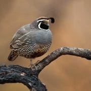 A California quail or valley quail sitting on a branch