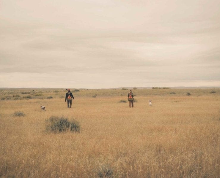 Bird hunters walking on open sage grouse habitat in Montana with their hunting dogs.