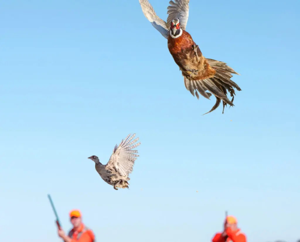 Pheasant hunters in Montana shoot at a Rooster. 