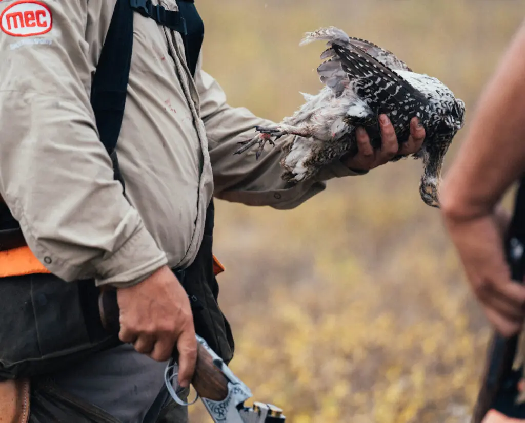 Hunting for sharp-tailed grouse in Montana