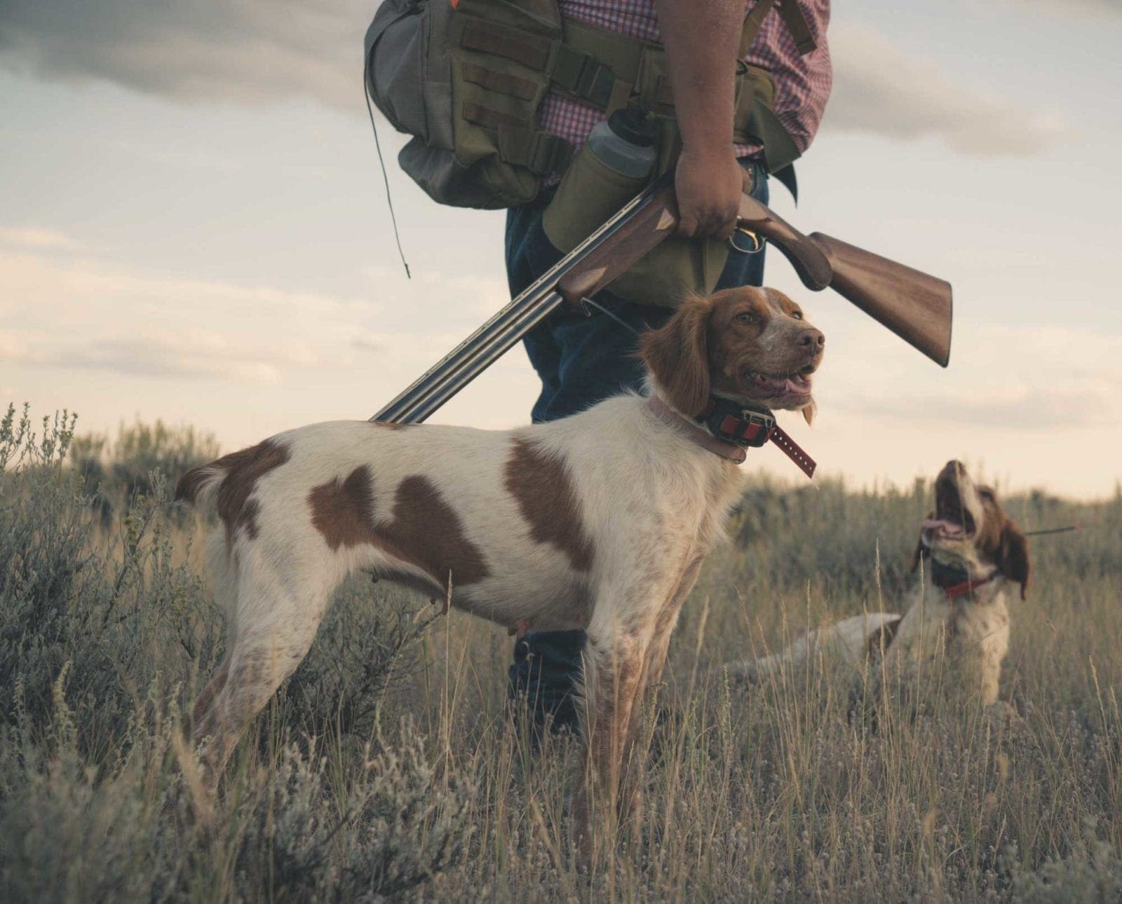 A sage grouse hunter with his Brittany's